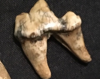 Fossilized Direwolf Tooth (Not for sale)