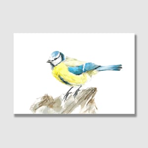 Postkarte Vögel  | Blaumeise | Grußkarte frühling | Postkarte mit Briefumschlag | Grußkarte | Geschenkkarte | Kunstdruck