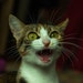CatOfficeDesigns