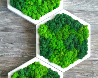 Hexagon Moss Wall Art: Handmade Preserved Reindeer Moss Decor (30cm)