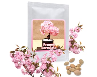 30 Graines Cerisier Du Japon - Prunus Serrulata - Floraison Avril Rose - SAFLAX