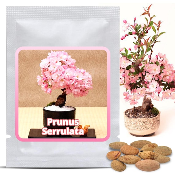Japanese Flowering Cherry Sakura 10 Seeds - Prunus serrulata for Bonsai &  Garden - Sustainable Gift Idea for Plant Lovers