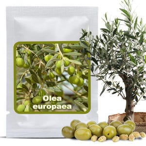 Olivenbaum geschenk - Etsy Schweiz