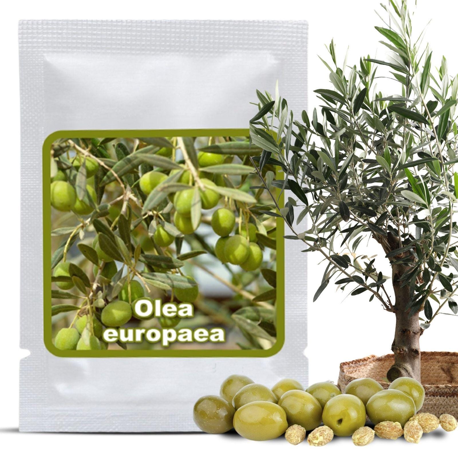 Kalamata olive trees - Etsy.de