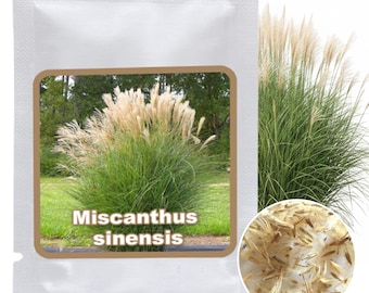 Chinaschilf Samen 100 Stk Miscanthus | Sichtschutz Garten winterhart  mehrjhrig | Ziergras Teichufer Pflanze | Saatgut I Windschutz - Etsy.de