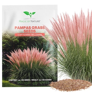 Pampasgräs ca 150 frön - Cortaderia selloana - prydnadsgräs - det absoluta blickfånget i vilken trädgård som helst - dekorativ som krukväxt