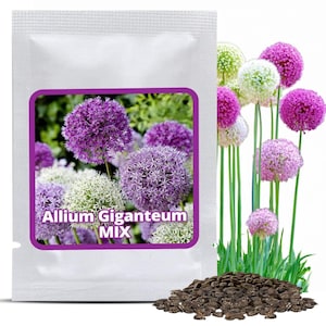 Cebola Ornamental Gigante - 60 Sementes - Allium Giganteum MIX - Planta Decorativa para Jardim com Flores Roxas e Brancas