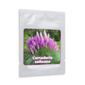 Pampasgräs ca 150 frön - Cortaderia selloana - prydnadsgräs - det absoluta blickfånget i vilken trädgård som helst - dekorativ som krukväxt