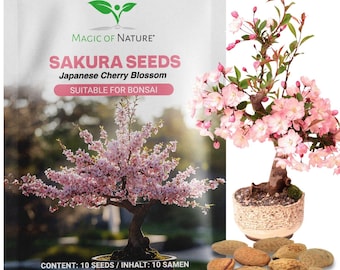 Wiśnia japońska Sakura 10 nasion - Prunus serrulata Nasiona do Bonsai i Ogrodu - Pomysł na Zrównoważony Prezent dla Miłośników Roślin