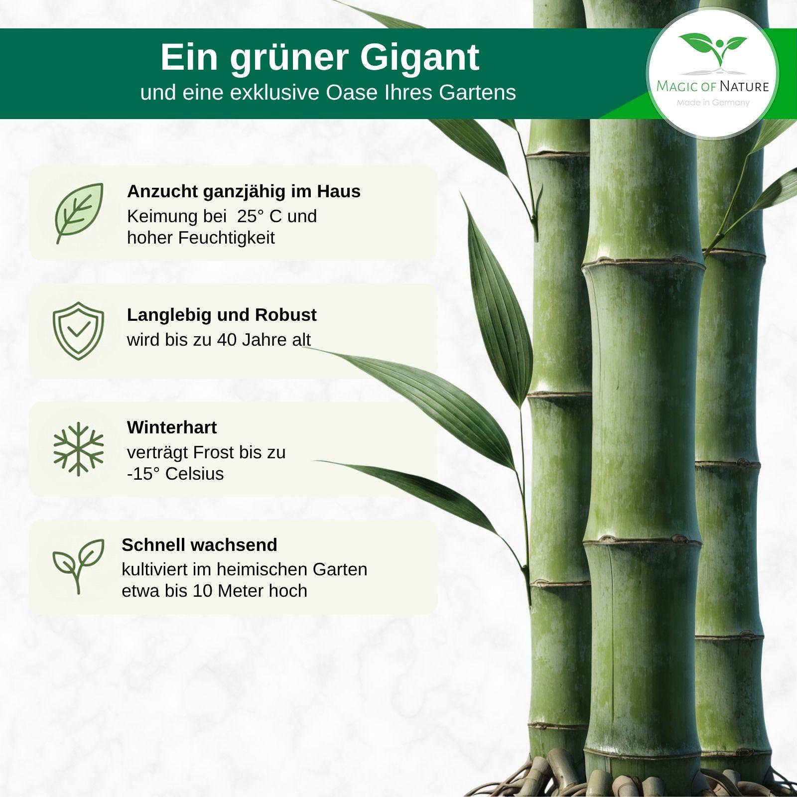 Riesenbambus Samen 60 Stk Moso Bambus (Phyllostachys Edulis) | Sichtschutz  Windschutz winterhart | Geschenk Grtner | Exotische Garten Samen - Etsy  sterreich