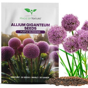 Könnte beinhalten: Eine weiße Samentüte mit der Aufschrift Magic of Nature Allium Giganteum Seeds Purple Blossoms, abgebildet sind kugelförmige violette Blüten und ein Haufen dunkelbrauner Samen im Vordergrund. Der Text gibt einen Inhalt von 30 Samen an.