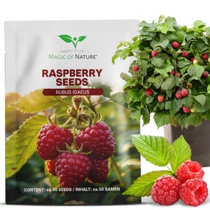 Puede incluir: Un sobre de semillas blanco etiquetado MAGIC OF NATURE RASPBERRY SEEDS RUBUS IDAEUS con una imagen de frambuesas rojas. El texto indica INHALT: ca.50 SAMEN. Junto al sobre hay una planta de frambuesa verde con bayas y frambuesas sueltas.