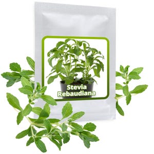Könnte beinhalten: Eine weiße Packung mit Stevia rebaudiana Samen. Die Packung zeigt ein Nahaufnahmebild einer grünen Stevia-Pflanze in einem schwarzen Topf. Der Text "Stevia Rebaudiana" ist in Grün auf der Packung gedruckt.