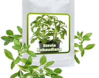 STEVIA SAMEN ca. 100 Stück/Pack - Süßkraut - Honigkraut - Kräutersamen