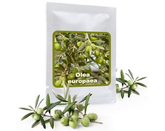 10 Samen Olivenbaum - Olive - Ölbaum (Olea europaea) - Bonsai - ein Baum mit hoher Symbolkraft - ideal als Kübelpflanze für Balkon, Terrasse