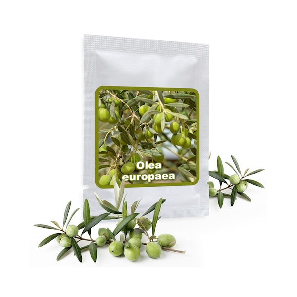 10 Samen Olivenbaum - Olive - Ölbaum (Olea europaea) - Bonsai - ein Baum mit hoher Symbolkraft - ideal als Kübelpflanze für Balkon, Terrasse