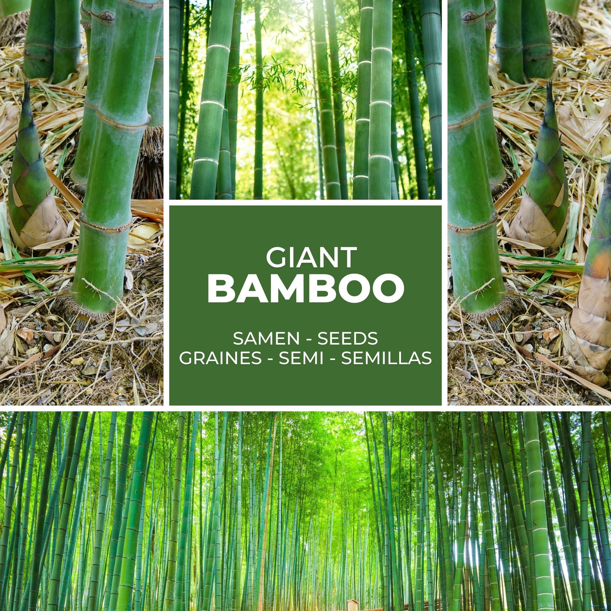 Riesenbambus Samen 60 Stk Moso Bambus (Phyllostachys Edulis) | Sichtschutz  Windschutz winterhart | Geschenk Grtner | Exotische Garten Samen - Etsy.de