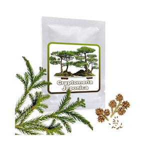 Japanese Cedar 25 Seeds - Cryptomeria japonica - hardy - Cultivable as a tree or bonsai