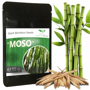 Jätte bambufrön 350 st Moso bambu | Present till hobbyträdgårdsmästare | Insynsskydd Vindskydd Härdig | Phyllostachys Moso | Trädgårdsfrön