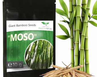 Riesenbambus Samen 350 Stk Moso Bambus | Geschenk für Hobbygärtner | Sichtschutz Windschutz winterhart | Phyllostachys Moso I Saatgut Garten