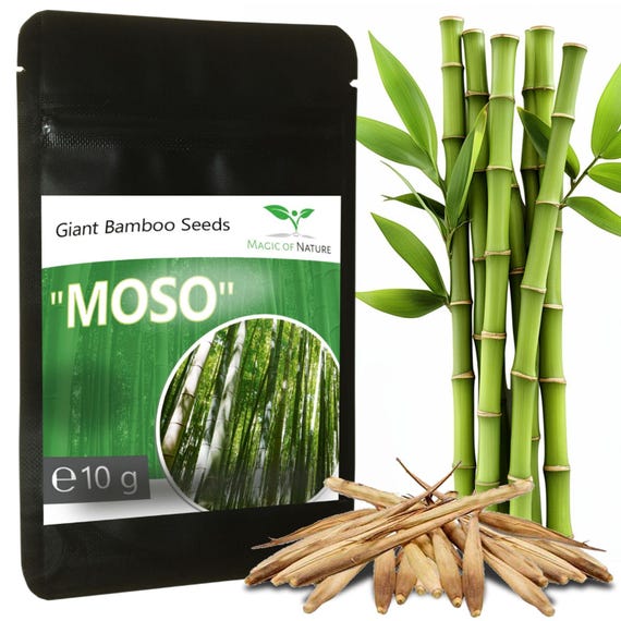 Riesenbambus Samen 350 Stk Moso Bambus | Geschenk fr Hobbygrtner |  Sichtschutz Windschutz winterhart | Phyllostachys Moso I Saatgut Garten -  Etsy.de
