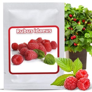 Pode incluir: Um pacote rotulado "Rubus idaeus" com uma borda vermelha, mostrando um grupo de framboesas maduras e folhas verdes. Uma planta de framboesa em vaso com bagas vermelhas e folhas verdes também é visível, juntamente com algumas framboesas frescas.