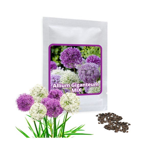 Oignon ornemental géant 60 graines - Allium Giganteum MIX - Plante de jardin décorative à fleurs violettes et blanches