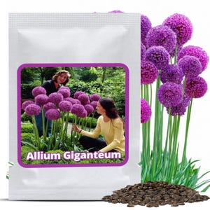 Op de afbeelding: Een zaadverpakking met een foto van Allium Giganteum bloemen, met grote, bolvormige paarse bloemen. De verpakking is wit met een paarse rand rond de afbeelding. Onderaan een hoop zaden.