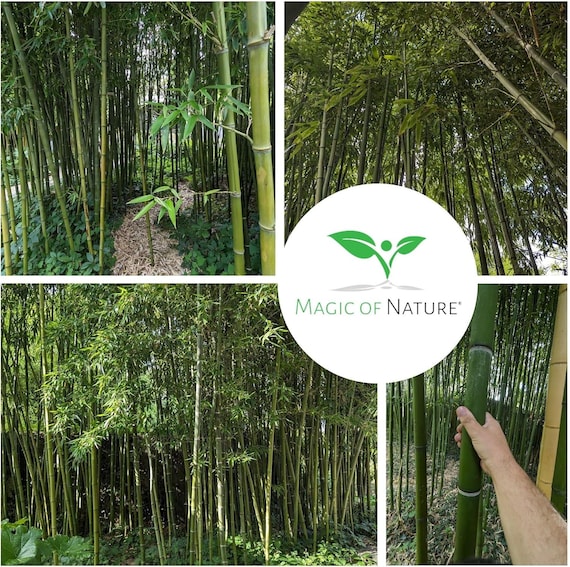Riesenbambus Samen 60 Stk Moso Bambus (Phyllostachys Edulis) | Sichtschutz  Windschutz winterhart | Geschenk Grtner | Exotische Garten Samen - Etsy  sterreich