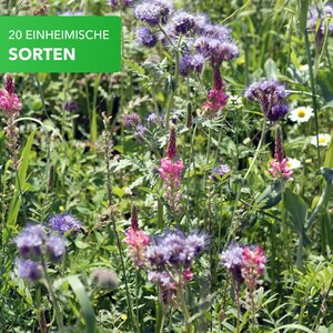 1kg Bienen Paradies Blumensamen Mischung Bienenweide für 300 bis 500 m2 bienenfreundliche Blumenwiese Für Garten, Balkon oder Terasse Bild 3