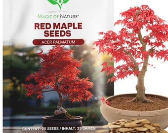 Japanischer roter Ahorn 20 Samen -  Fächerahorn - Kultivierbar als Baum im Garten, Kübelpflanze oder Bonsai - Japanischer Garten