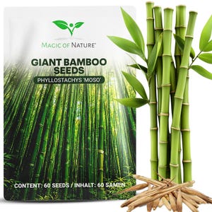 Può includere: Una bustina bianca etichettata Magic of Nature Giant Bamboo Seeds Phyllostachys Moso con un'immagine di una foresta, accanto a steli di bambù verdi e un mucchio di semi marroni. Il testo sulla bustina recita Content: 60 Seeds / Inhalt: 60 Samen.