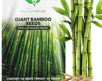 60 Semi di Bambù Gigante Moso (Phyllostachys Edulis) | Privacy e Frangivento Giardino | Regalo Giardinaggio Esotico | Crescita Rapida