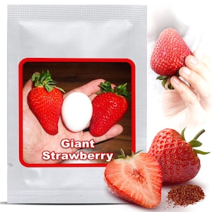 Puede incluir: Un paquete con el texto "Giant Strawberry" en un recuadro rojo, con imágenes de fresas rojas grandes y un huevo blanco. Se muestran fresas adicionales, incluida una cortada y un puñado de semillas.
