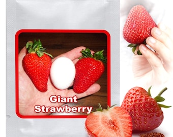 Giant Strawberry Seeds 100 Pcs - World's Largest Strawberry "giant" |  Healthy Family Garden | Hardy Perennial Fruit Seeds | Non-gmo Heirloom -  Etsy Israel