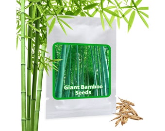 Riesenbambus Samen ca. 60 Stück - Moso Bambus für Garten, Balkon und Terrasse geeignet - winterhart - Sichtschutz Windschutz