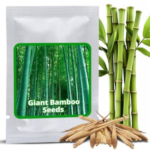 60 Semillas de Bambú Gigante Moso (Phyllostachys Edulis) | Valla de Privacidad y Cortavientos | Regalo Jardín Exótico | Resistente al Frío