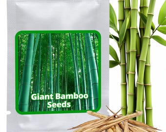 60 Semi di Bambù Gigante Moso (Phyllostachys Edulis) | Privacy e Frangivento Giardino | Regalo Giardinaggio Esotico | Crescita Rapida