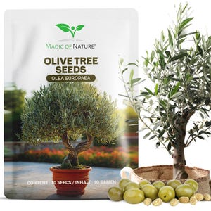 Op de afbeelding: Een wit zakje zaden met het label Magic of Nature Olive Tree Seeds Olea Europaea, een afbeelding van een olijfboom in een pot en de tekst Content: 10 Seeds. Naast het zakje staat een kleine olijfboom in een gevlochten mand en groene olijven.