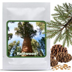 Könnte beinhalten: Ein weißes Päckchen mit einem grün umrandeten Bild eines hohen Redwood-Baumes unter blauem Himmel, beschriftet mit "Redwood". Rechts daneben sind Redwood-Zapfen, Samen und ein Zweig mit Nadeln.