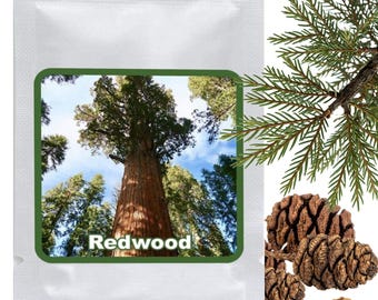 25 zaden van de reuzensequoia / mammoetboom - Winterhard - Plantboom - Sequoia - Cadeau-idee voor bruiloften / verlovingen