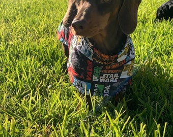 Dachshund Coat