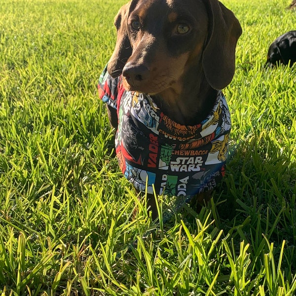 Dachshund Coat