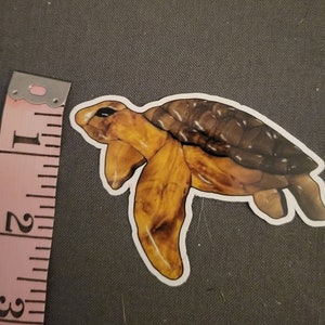 Turtle Intarsia image magnet