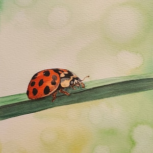 May include: A red and black ladybug with yellow markings crawls on a green leaf. The ladybug is facing the right side of the image.