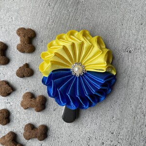 Swedish flag inspired dog show number holder suitable for men, woman and junior handlers