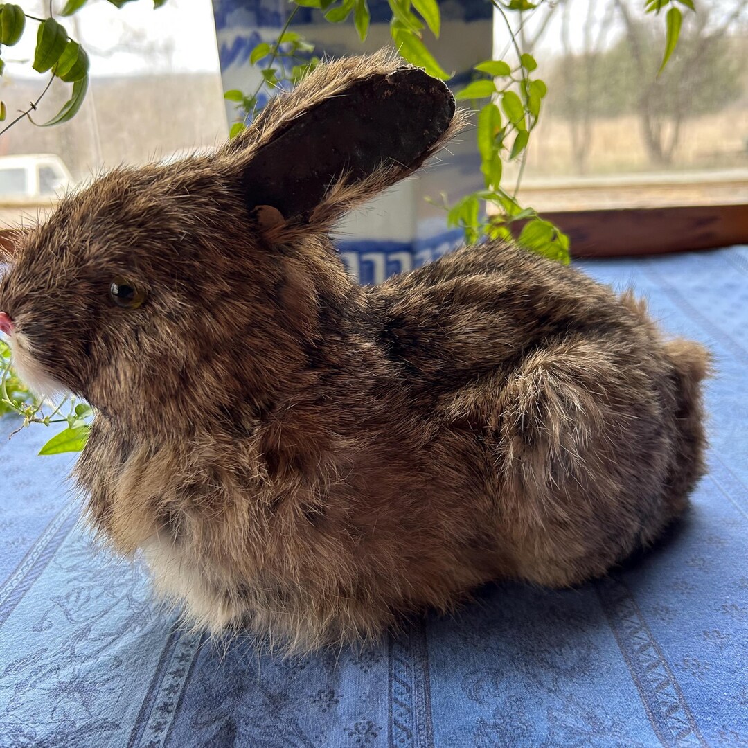 Vintage Taxidermy Hare / Rabbit - Etsy