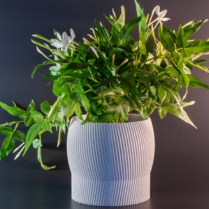 Può includere: Un vaso di ceramica bianca con una texture a coste, riempito con una pianta verde con fiori bianchi. La pianta ha piccoli fiori bianchi delicati e foglie verdi.
