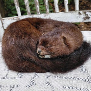 Soft mount sleeping mink