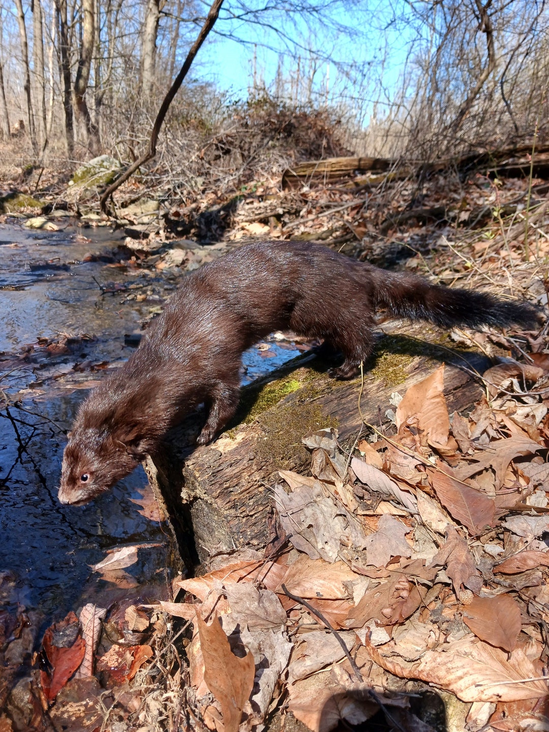 Soft Mount Mink. Etsy